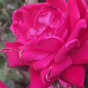 Unrooted Knock Out Pink Rose Cuttings