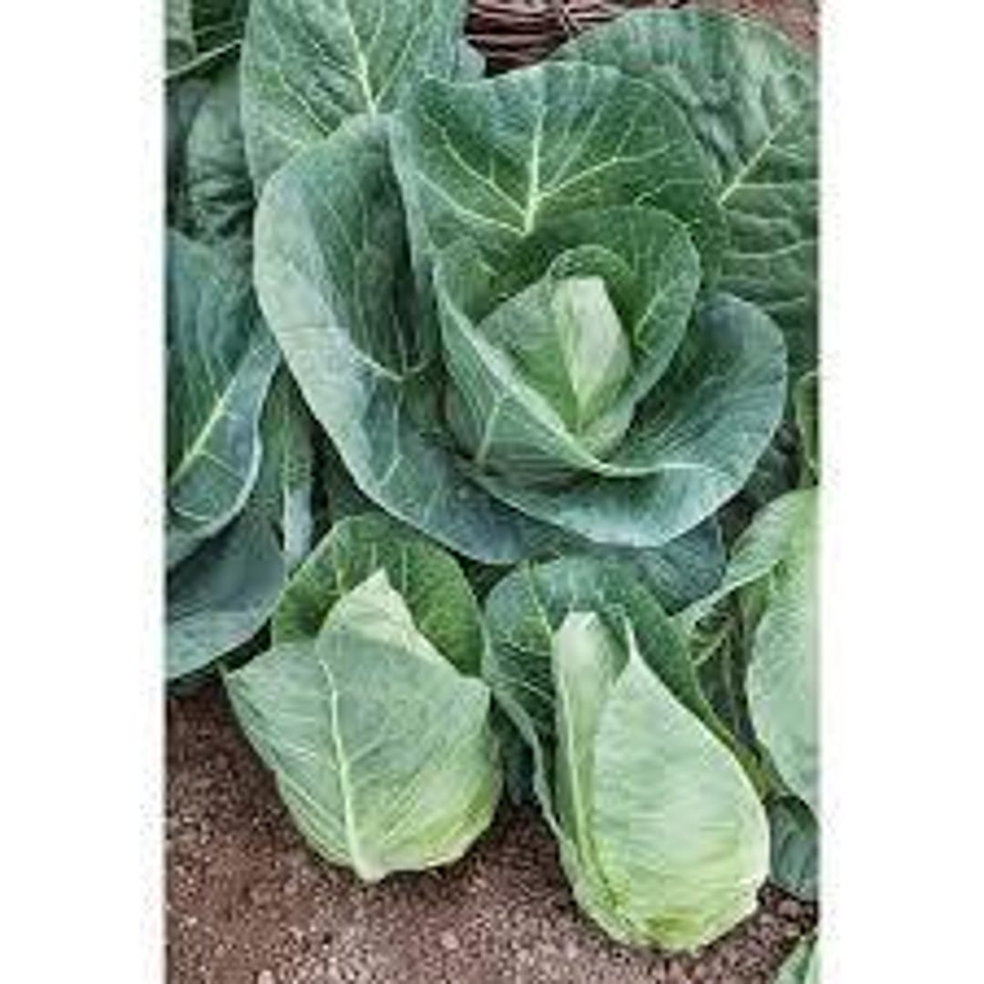 Heirloom Organic Cabbage Early Jersey Wakefield Seeds - Etsy