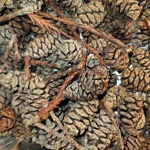 May include: Close-up of a collection of small, dried pine cones. The cones are various shades of brown and tan, with textured surfaces and intricate patterns. Some small, reddish-brown twigs are interspersed among the cones.