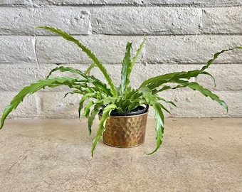 FOUND : vintage BRASS PLANTER pail with handle and hammered details