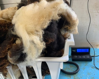 Very Fine hoggot fiber from Sasha 1