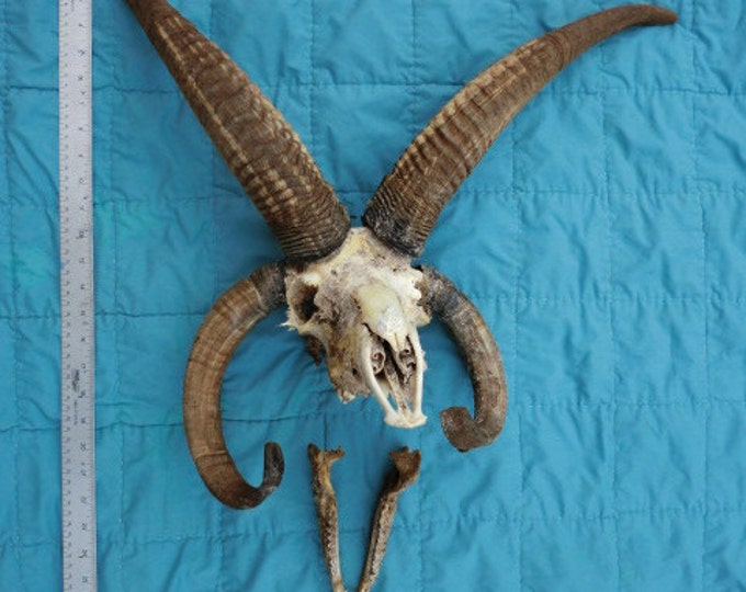 HALF PRICE SALE Large 4 Horn Jacob Sheep Ram Skull - Etsy