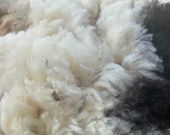 Lovely Hogget (1st shearing) fleece from Sparky