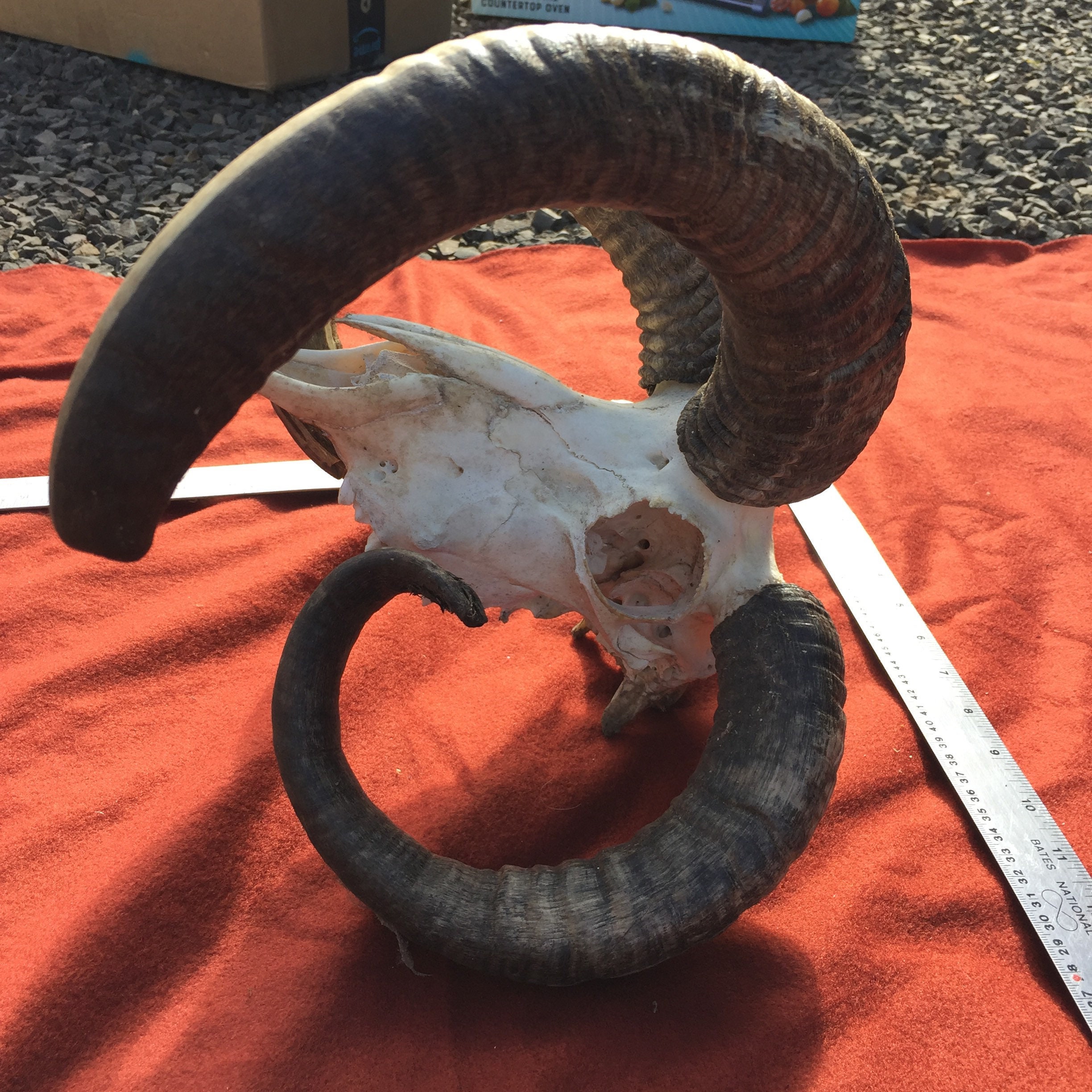 Curly 4 horns on Yearling Jacob Sheep skull | Etsy