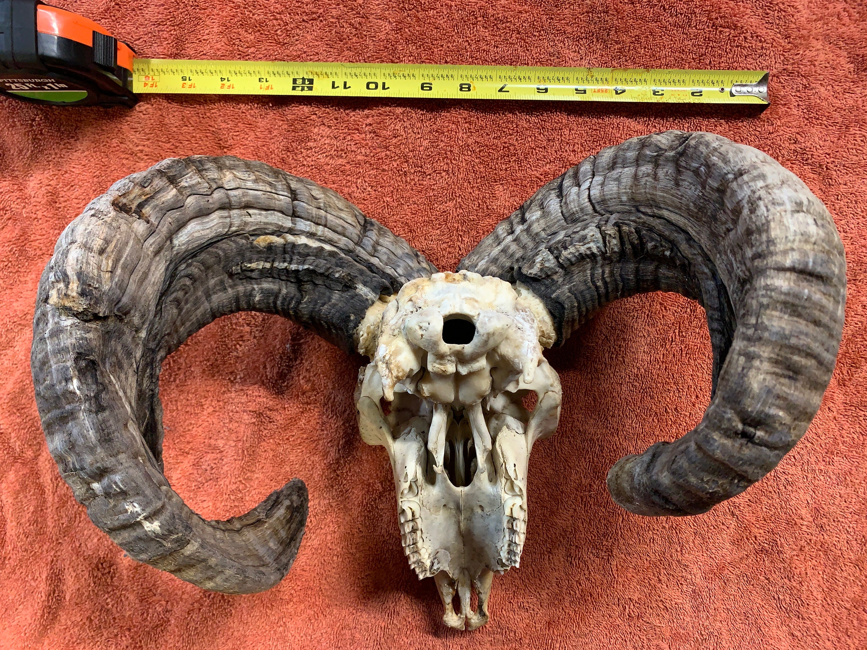 Jacob Sheep Skull and Fused Horns - Etsy