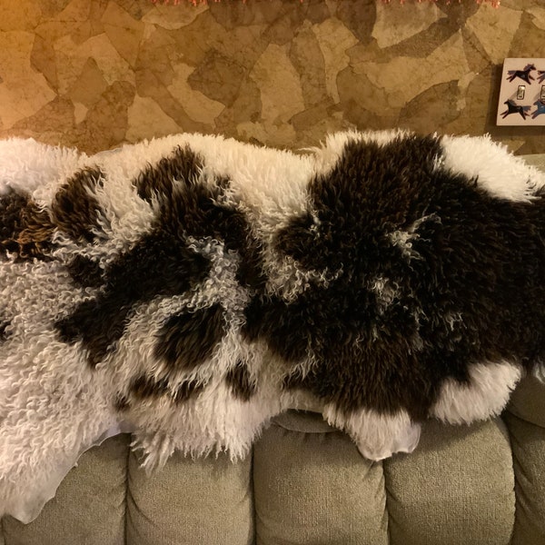 Curly locks on a super soft Jacob Sheep Hide