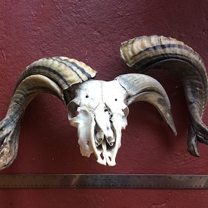 Striped Jacob Sheep skull and horns