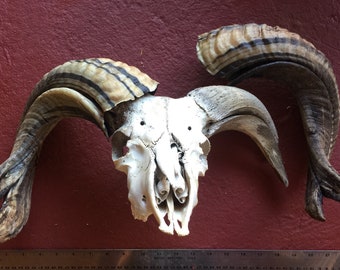 On Sale Striped Jacob Sheep skull and horns