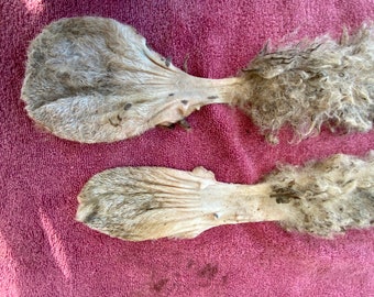 2 larger Jacob Sheep RAW Scrotums for tanning