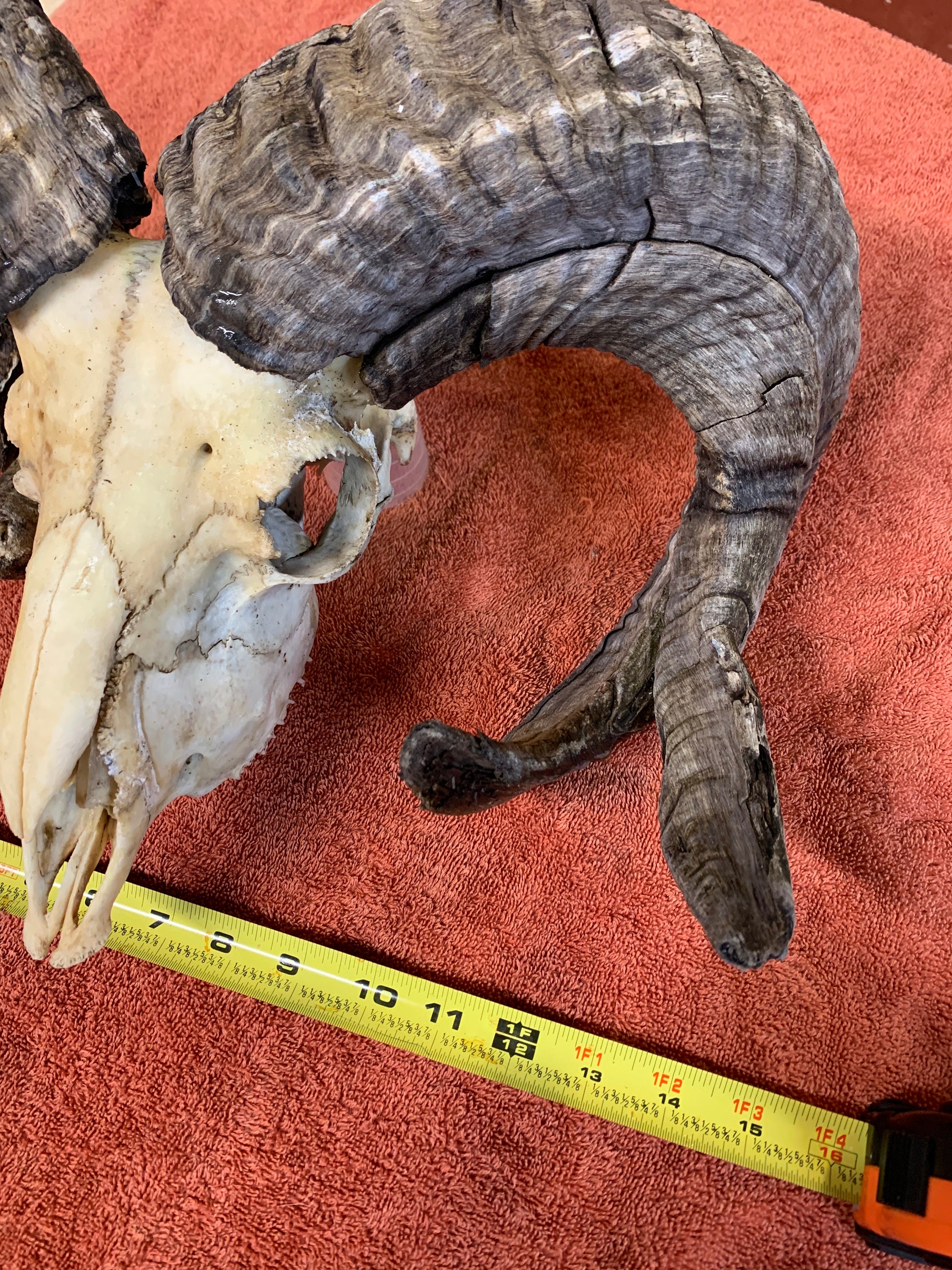 Jacob Sheep Skull and Fused Horns - Etsy
