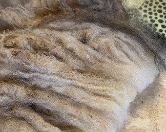 ONE pound of not as clean Jacob Sheep raw fleece