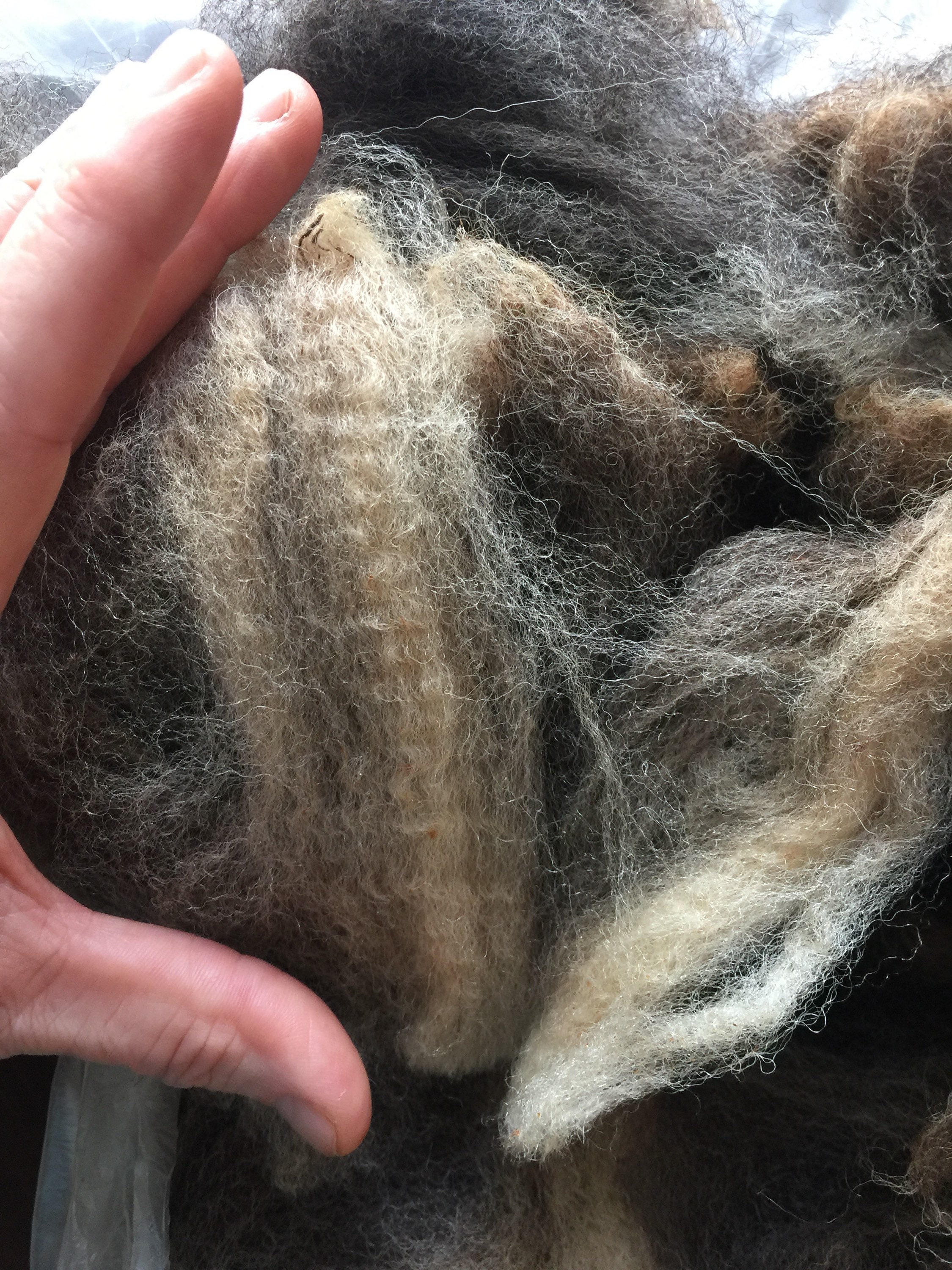 Art & Collectibles Felting ONE pound of premium Jacob Sheep raw fleece