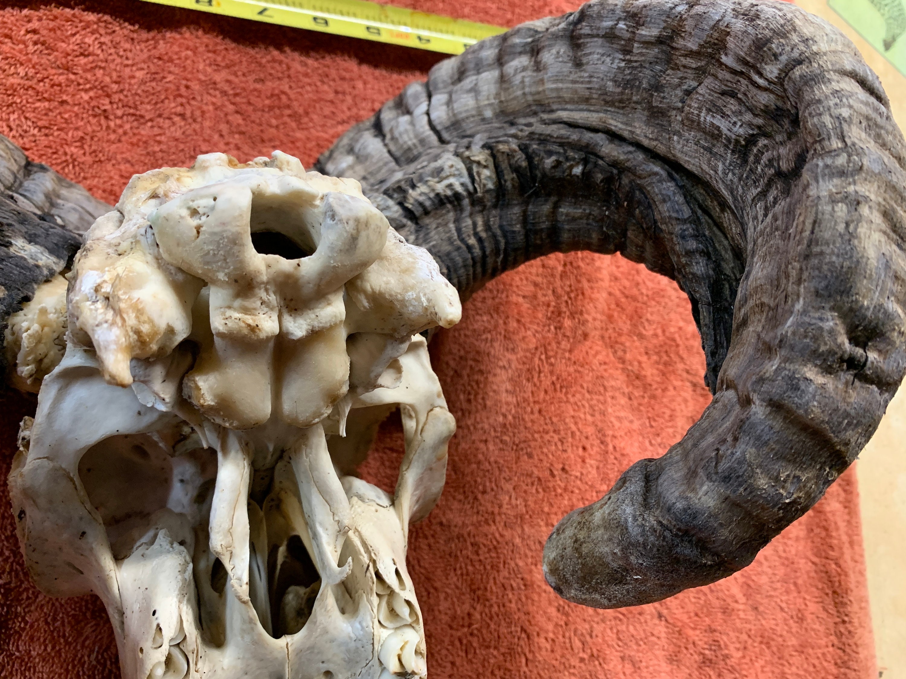 Jacob Sheep Skull and Fused Horns - Etsy