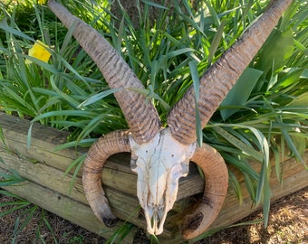 Large 4-horn Jacob Sheep Ram skull, 4 horns, jawbones and teeth