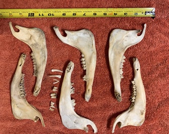 Jaw bones and teeth 2