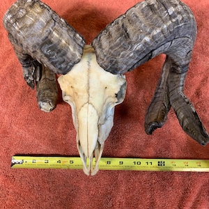 Jacob Sheep skull and fused horns