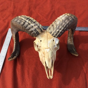 Yearling 2 horn Jacob Sheep skull