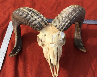 Yearling 2 horn Jacob Sheep skull