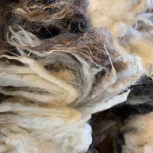 Gabrielle’s Jacob Sheep raw fleece