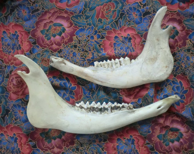 Buffalo Jaw Bones With Teeth - Etsy