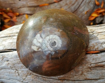 Beautiful Ammonite Fossil
