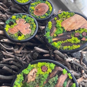 Moss Wall Art Circle, Preserved Moss Wall Decor, Unique Moss Design, Handmade Moss and Olive Wood Wall Decor, Metal Frame Moss Wall Decor