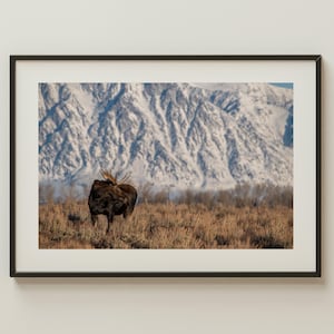 Stier Elch Druck | Grand Teton National Park Wildtierfoto Foto | Western Natur Wandkunst | Wyoming Elch Fotografie | Rustikales Cabochon Dekor
