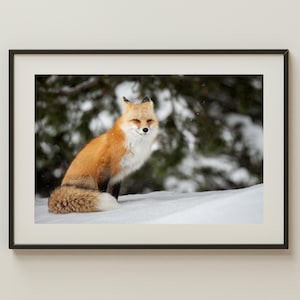 Red Fox in Snow Print | Grand Teton Wildlife Photography | Winter Forest Animal Wall Art | Rustic Nature Decor | Fox Portrait Photo