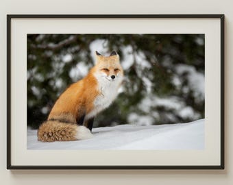 Red Fox in Snow Print | Grand Teton Wildlife Photography | Winter Forest Animal Wall Art | Rustic Nature Decor | Fox Portrait Photo