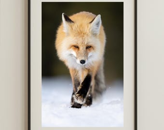 アカギツネの赤ちゃんのアートプリント、野生動物の写真、メタル