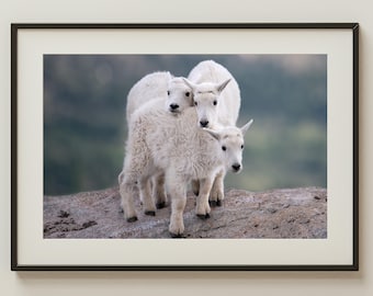 Mountain Goat Print | Colorado Wildlife Photography | Rocky Mountains Wall Art | Rustic Animal Decor | Goat Kid Photo