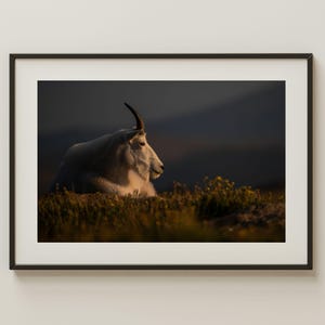 Mountain Goat at Sunset Print | Colorado Wildlife Photography | Alpine Tundra Wall Art | Western Nature Decor | Golden Hour Animal Photo