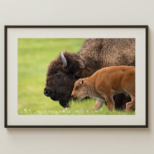 Bizon moeder en kalf fotoafdruk | Wildfotografie Yellowstone | Muurkunst westerse natuur | Amerikaanse buffelprint | Rustiek dierendecor