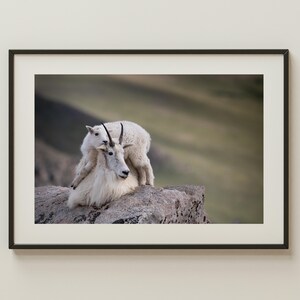 Mountain Goat Mom and Kid Print | Colorado Rocky Mountains Wildlife Photo | Alpine Nature Wall Art | Goat Photography | Rustic Home Decor