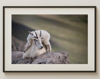 Mountain Goat Mom and Kid Print | Colorado Rocky Mountains Wildlife Photo | Alpine Nature Wall Art | Goat Photography | Rustic Home Decor
