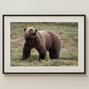 Grizzly Bear in Grand Teton Print | GTNP Wildlife Photography | Western Nature Wall Art | Grizzly 1063 Photo | Rustic Animal Decor Print