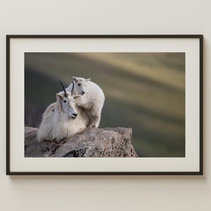 Mountain Goat and Kid | Colorado Wildlife Photo | Rocky Mountain Animal Art | Nature Photography Wall Print | Alpine Wildlife Decor