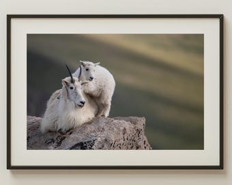 Mountain Goat and Kid | Colorado Wildlife Photo | Rocky Mountain Animal Art | Nature Photography Wall Print | Alpine Wildlife Decor