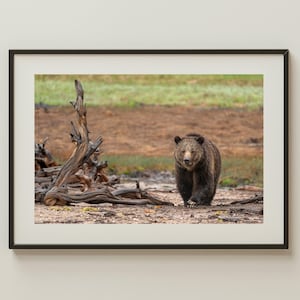 Grizzly Bear in Yellowstone Print | Wildlife Photography Wall Art | Western Nature Decor | Brown Bear Photo | National Park Animal Print