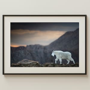 Mountain Goat at Dusk Photo Print | Colorado Wildlife Photography | High Alpine Wall Art | Western Nature Decor | Rocky Mountains