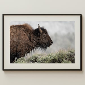Bizonprint | Wildfotografie Yellowstone | Rustieke westelijke muurkunst | Profielfoto zijkant Buffalo | Dierenprint nationaal park