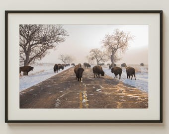 Bison in Snow Wildlife Print | Colorado Buffalo Photo | Rocky Mountain Wall Art | Rustic Nature Decor | American West Animal Print