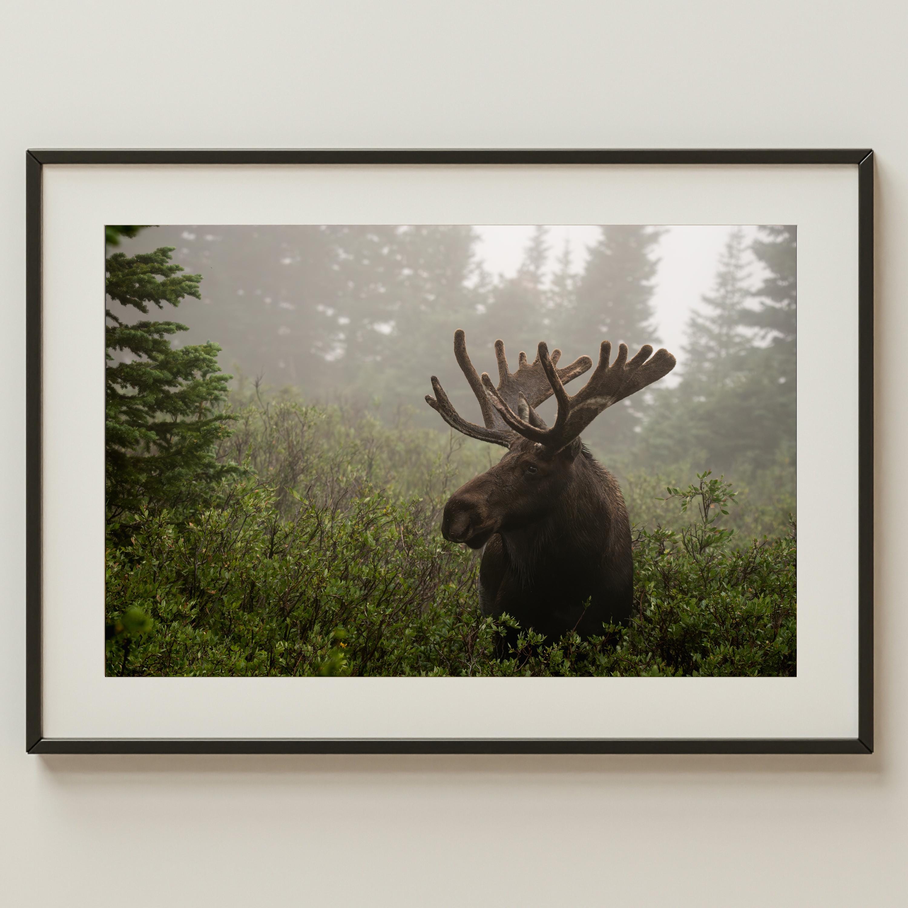 Bull Moose Print | Colorado Wildlife Photo | Rocky Mountain Wall Art | Rustic Cabin Decor | Western Nature Photography
