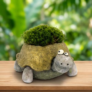May include: A whimsical turtle-shaped planter with a mossy top. The ceramic planter features a textured, olive-green shell and a gray head and legs. The turtle's eyes are white with black pupils. The planter sits on a wooden surface.