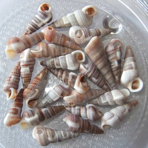 Bulk Beach Shells, Coastal Decor, Brown and White, Craft Seashells, Cerith Shells, Hawaii