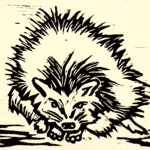 May include: Black and white woodcut print of a porcupine with its quills raised. The porcupine is facing the viewer and has a fierce expression.