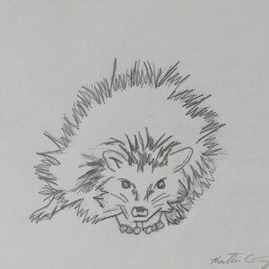 May include: A black and white pencil drawing of a hedgehog with its quills standing on end. The hedgehog is facing the viewer with its mouth open.