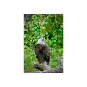 Majestic Bald Eagle Fine Art Print Nature Wall Decor, Bird Enthusiast Gift, Wildlife Art Print, Living Room Decoration