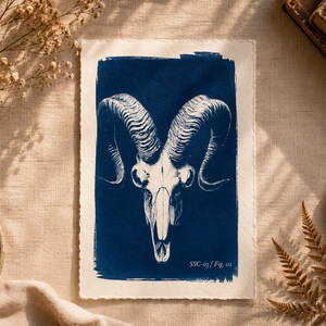 May include: A rectangular art print on textured off-white paper featuring a deep blue cyanotype-style illustration of a ram skull with large curved horns. The text SSC-03 / Fig. 02 is printed in white in the bottom right corner of the blue area.