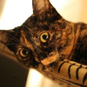 Jute Burlap - Curious Cats Window Perch